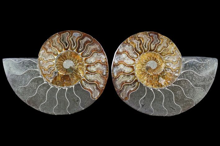 Cut & Polished Ammonite Fossil - Agatized #79713